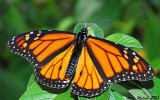 Late December Monarch (male, Houston Texas)