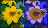 Diptych_Bidens_Sanvitalia_2_c.jpg