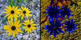 Rudbeckia_DIF_f4_c.jpg