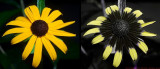 Rudbeckia_fulgida_opening_V_c.jpg