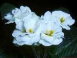 Primrose_VIS_P1330346_c.jpg