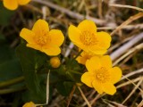 Caltha_VIS_P1360119_c.jpg