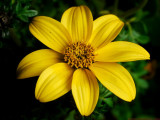 Bidens_VIS_P1390573_c.jpg