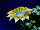 Gazania_BV3_P1410196a_bv_c.jpg