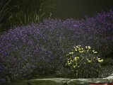 Lavender_UV_P1450030_c.jpg