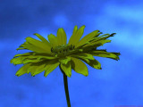 Helianthus_BV2_P1440935_c.jpg