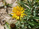 Inula_ensifolia_VIS_P1440163_c.jpg