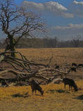 Walking in Jaegersborg Dyrehaven with Jens