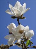 This is why we came - magnolias!