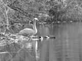 Return of the Swan