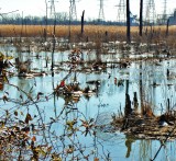 Thawed Swamp