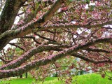 Cherry Tree At Foot Of Fort