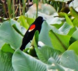 Red Wing Blackbird