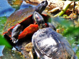 Turtles at Spring Lake