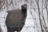 Dindon sauvage (Wild turkey)