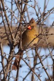 Cardinal rouge femelle (Northern cardinal) 