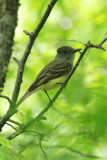 Tyran Hupp (Great-crested flycatcher)