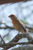 Roselin familier (House finch)