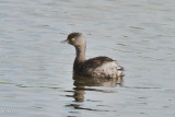 Grbe minime (Least grebe)