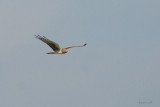 Busard des marais (Northern harrier)