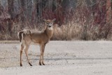 Cerf de Virginie (White-tailed deer)