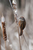 Bruant des marais (Swamp sparrow)