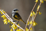 Paruline à croupion jaune (Yellow-rumped warbler)