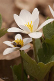 Sanguinaire du Canada (Bloodroot)