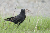 Corneille dAmrique (American crow)