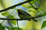 Paruline  gorge noire (Black-throated green warbler)