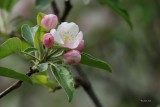 Fleurs de pommier (Apple flowers)