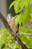 Crécerelle d'Amérique (American Kestrel)
