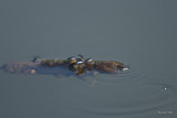 Gyrins (Whirligig beetles)