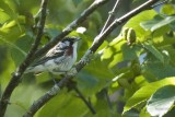 Paruline  flancs marrons (Chestnut-sided Warbler)