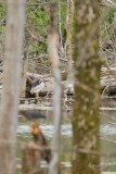 Bihoreau gris (Black-crowned Night-Heron)