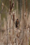 Carouge à épaulettes (Red-winged blackbird)