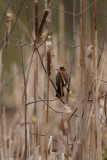 Carouge  paulettes (Red-winged blackbird)