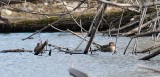 Sarcelle d'hiver (Green-winged teal)