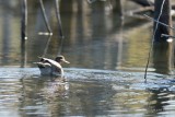 Sarcelle dhiver (Green-winged teal)