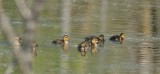 Canard Colvert (Mallard ducklings)