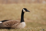 Bernache du Canada (Canada goose)