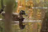Canard Branchu (Wood duck)
