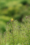 Chardonneret jaune, male (American Goldfinch)
