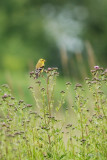 Chardonneret jaune, female (American Goldfinch)