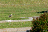 Épervier de Cooper (Cooper's hawk)