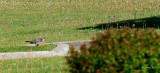 Épervier de Cooper (Cooper's hawk)