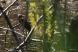 Héron vert jeune (Green heron)