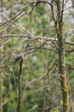 Hron vert  (Green heron)