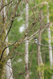 Martin-pêcheur d'Amérique (Belted kingfisher)