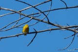 Paruline jaune (Yellow warbler)